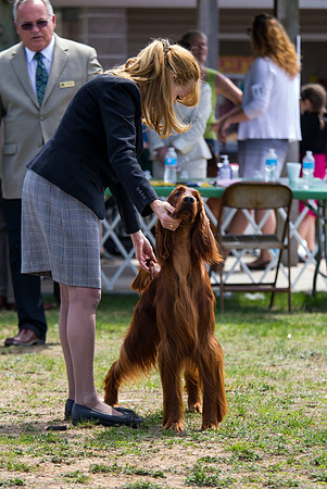 Irish Setter