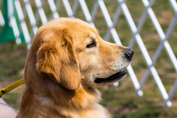 Golden retriever