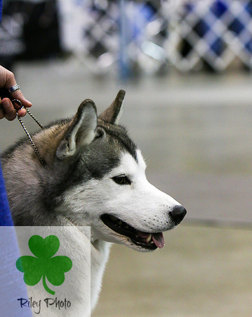 Breed: Siberian Husky Name: GCH Highlander's Rumour Has It