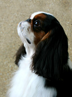 Maibee Orlando - English Toy Spaniel (B&PC)