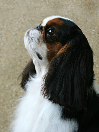 Maibee Orlando - English Toy Spaniel (B&PC)