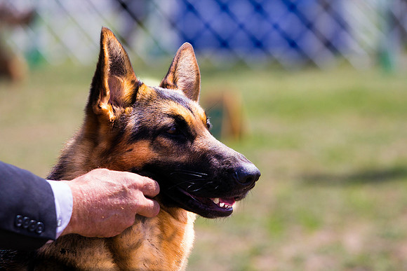 German shepherd dog