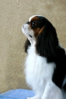 Maibee Orlando - English Toy Spaniel (B&PC)