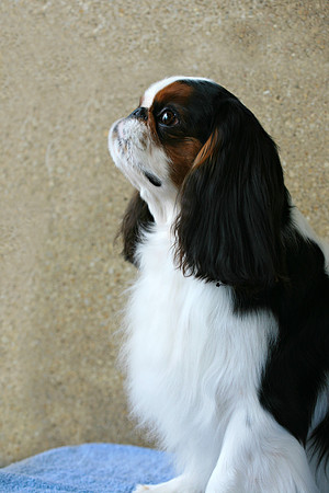 Maibee Orlando - English Toy Spaniel (B&PC)