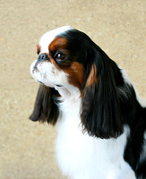 Maibee Orlando - English Toy Spaniel (B&PC)
