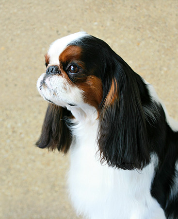 Maibee Orlando - English Toy Spaniel (B&PC)