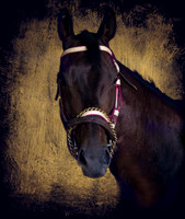 Canterbury Park 1 August 2014