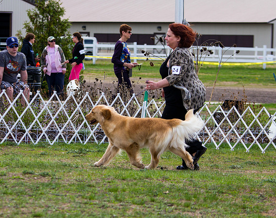 Golden retriever