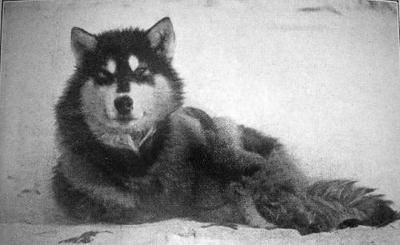1909 pic of Peary dog (THIS is Polaris