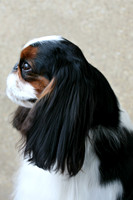 Maibee Orlando - English Toy Spaniel (B&PC)