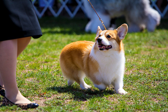 Pembroke Welsh Corgi