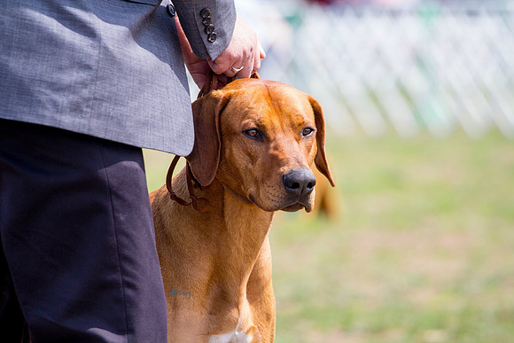 Rhodesian Ridgeback