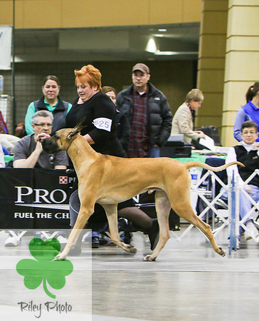 Breed: Great DaneName: CH Alpine's Song Of The South