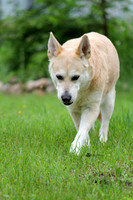 Chinook dogs - Outlaw Chinooks