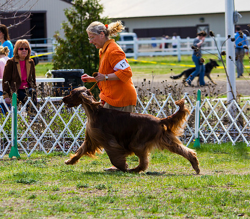 Irish Setter