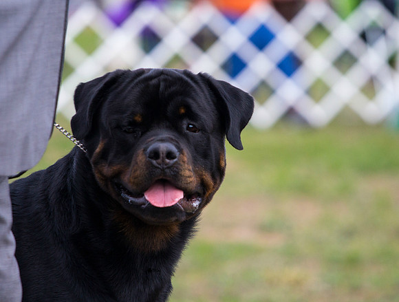 Rottweiler