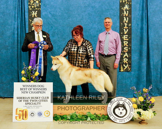WD BOW NEW CH KANSA BETCHA BY GOLLY WOW. WS64785207. 5/2/2019. Dog. Breeder: JulieLamonska, JoAnn Brewer. By CH Dreamscapes Keeping The Dream Alive - GCHCH Kansa Dan 2022-KathleenRileyPhotography-8964