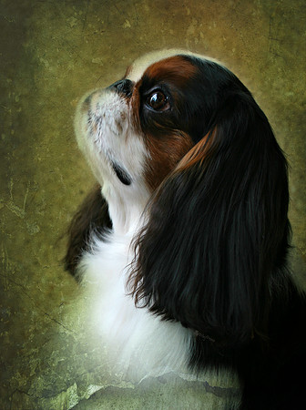 Maibee Orlando the English Toy Spaniel