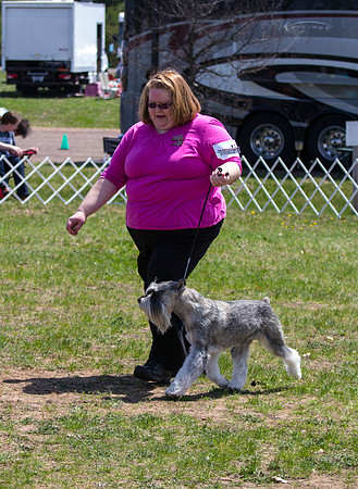 Standard Schnauzer