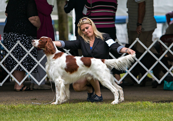 Irish Red and White Setter "Gilberto" Am. Can. BGCH. Aramis Farms High Road to Killary