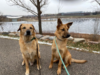 Minnow and Mick