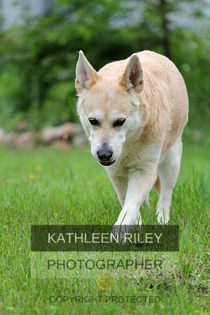 Bailey