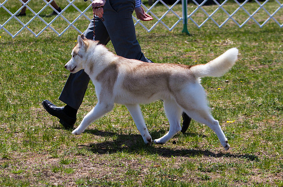 Siberian Husky