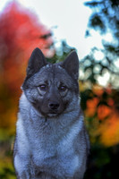 2025-10-19 UNEDITED PROOFS Rip the Elkhound photos