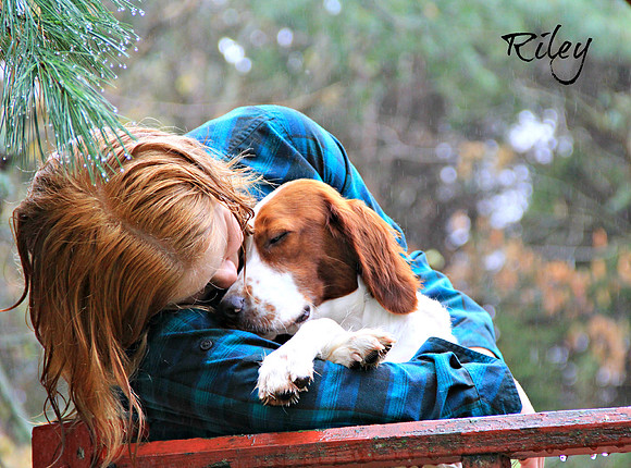 Irish Red and White Setter