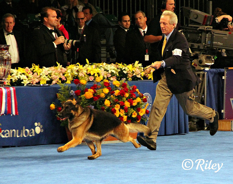 GCH CH Babheim's Captain Crunch (Capi)