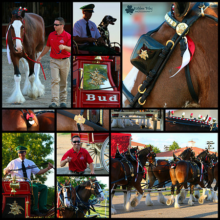 Collage Budweiser Clydesdale Midwest Hitch June 2015