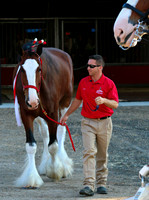 Budweiser Clydesdale Midwest Hitch June 2015