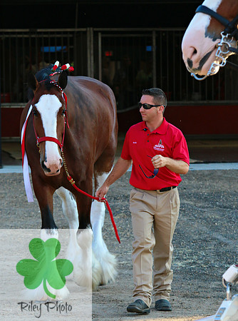 Budweiser Clydesdale Midwest Hitch June 2015