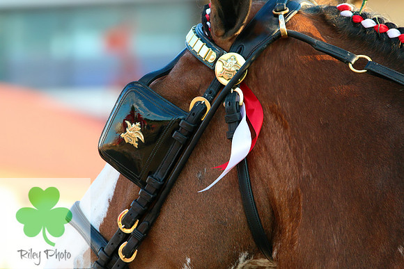Budweiser Clydesdale Midwest Hitch June 2015