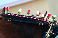 Budweiser Clydesdale Midwest Hitch June 2015