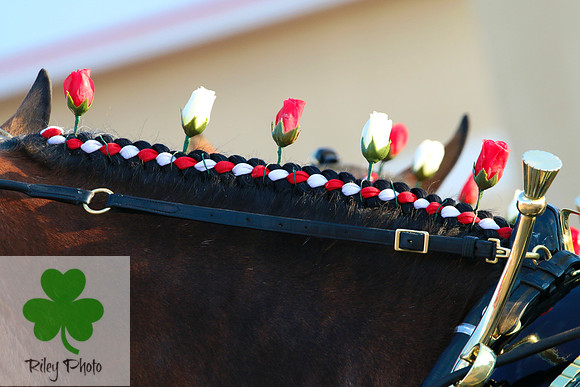 Budweiser Clydesdale Midwest Hitch June 2015