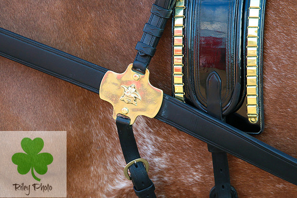 Budweiser Clydesdale Midwest Hitch June 2015