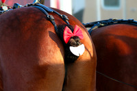 Budweiser Clydesdale Midwest Hitch June 2015