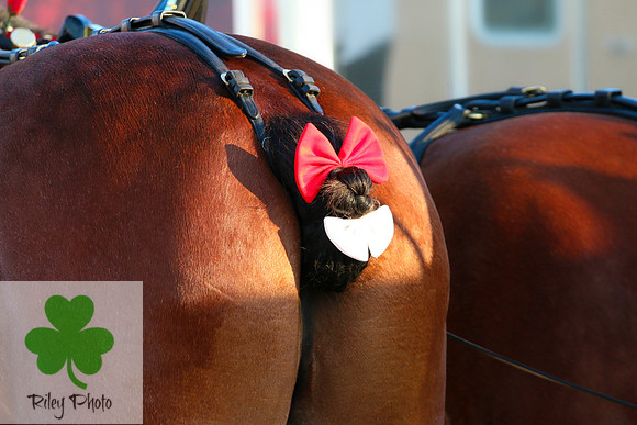 Budweiser Clydesdale Midwest Hitch June 2015