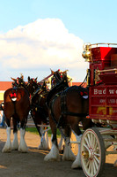 Budweiser Clydesdale Midwest Hitch June 2015