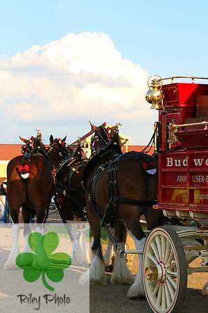 Budweiser Clydesdale Midwest Hitch June 2015