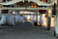 Budweiser Clydesdale Midwest Hitch June 2015