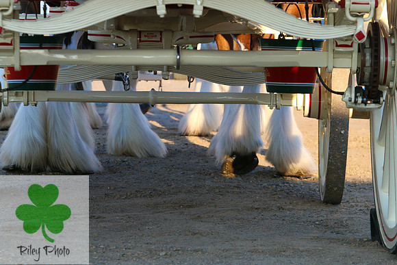Budweiser Clydesdale Midwest Hitch June 2015