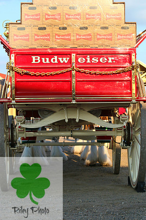 Budweiser Clydesdale Midwest Hitch June 2015