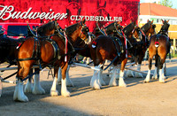 Budweiser Clydesdale Midwest Hitch June 2015