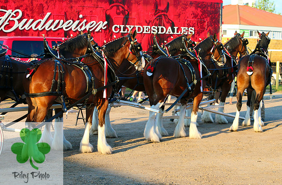 Budweiser Clydesdale Midwest Hitch June 2015