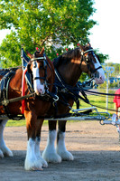 Budweiser Clydesdale Midwest Hitch June 2015