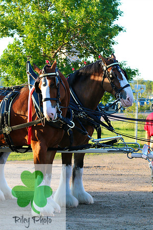 Budweiser Clydesdale Midwest Hitch June 2015