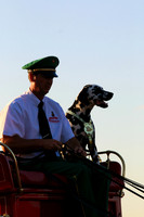 Budweiser Clydesdale Midwest Hitch Driver and Clyde the Dalmatian June 2015