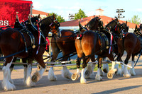 Budweiser Clydesdale Midwest Hitch June 2015